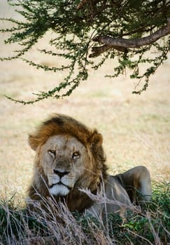 Portrait of a lion. The lonely lion hides in a shade of an acacia from the midday sun