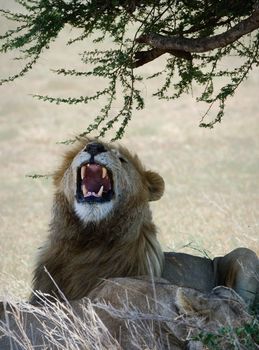 It is left widely has opened a mouth and has loudly roared, lying in a shade under an acacia. Light background.