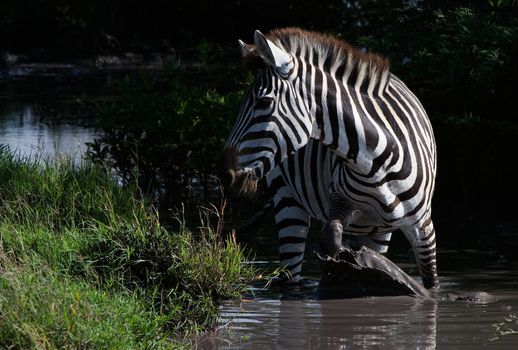  Against a dark background the zebra moves on water lifting splashes.