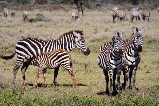 Feeding of a foal of a zebra. The foal sucks mum. Nearby there are two zebras. On a background bushes in savanna.