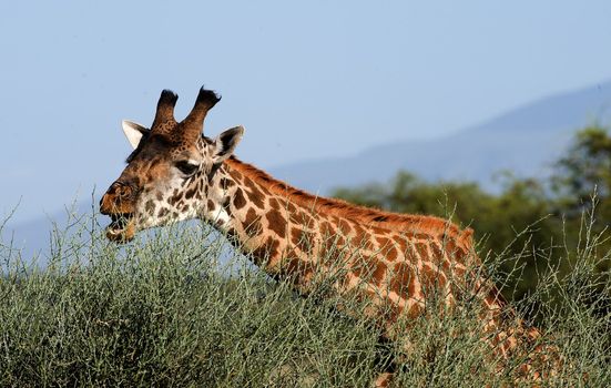 The giraffe was inclined over a bush of an acacia and has opened a mouth to break leaves.