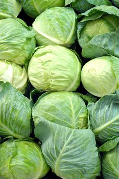 green cabbage background