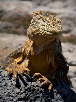 The iguana on a lava. The iguana has lifted a head and attentively looks.
