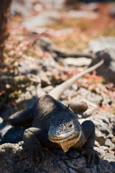 The iguana on a lava. The iguana lies on a lava and basks in the hot midday sun. Ecuador