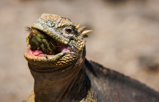 The iguana eats a cactus. The iguana almost entirely swallows a fruit of a cactus of a prickly pear 