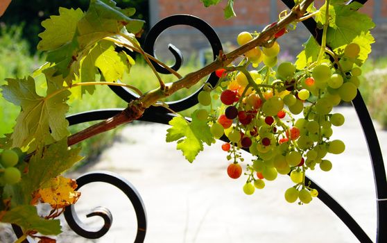 growing grapes cluster on vine plant closeup