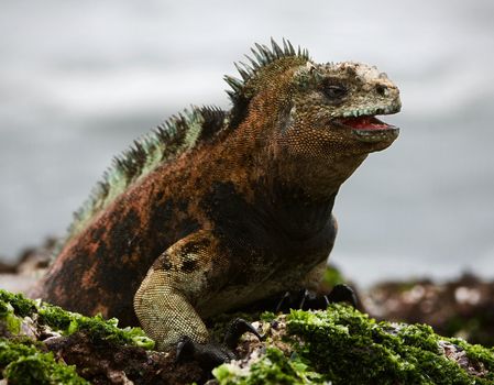 The marine  iguana poses.3 / The sea iguana, having opened a mouth, poses on stones with seaweed. 