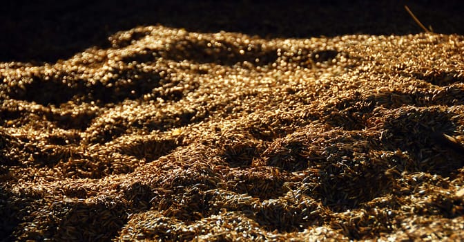 golden ripe dry wheat background with dramatic shadows