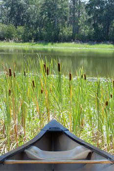 canoe going through cattails in a lake