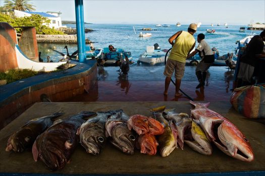 On a counter fresh fish lies. Fishermen on a background wash the market from a hose. Ecuador.