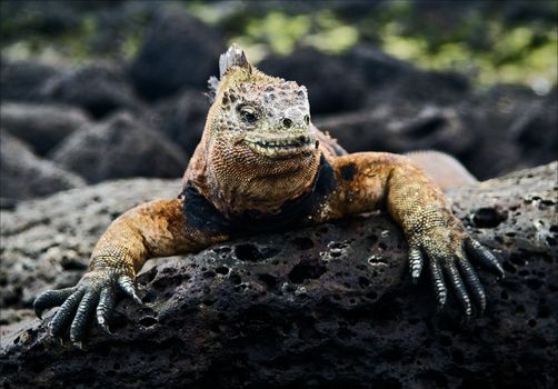 The marine  iguana poses. / The marine  iguana poses on the black stiffened lava. 
