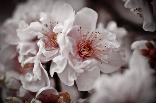 Abstract Spring Pink Cherry Blossom on Branch