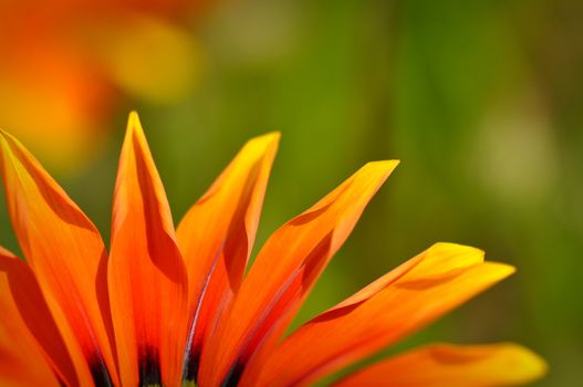 Orange and Black African Daisy with copyspace