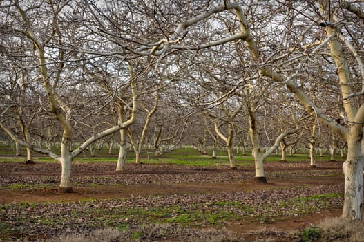 Almond Orchard with bare trees in Winter