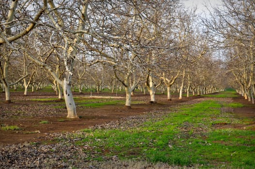 Bare Almond Tree in Winter with Blue Sky