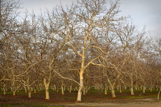 Bare Almond Tree in Winter with Blue Sky