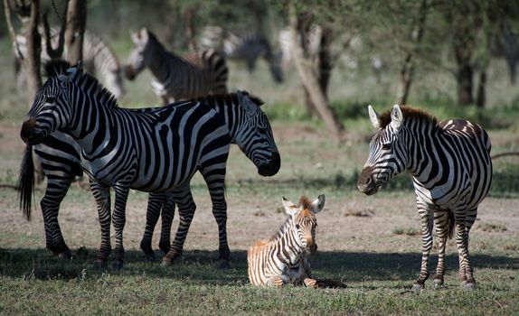 The small foal lies on a grass. Near to it there is mum - a zebra.