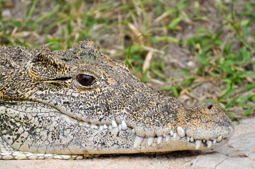 American Alligator Profile with Eyes Open