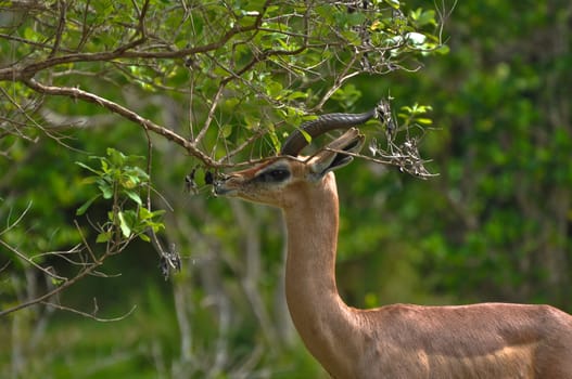 Beautiful Antelope grazing on a tree