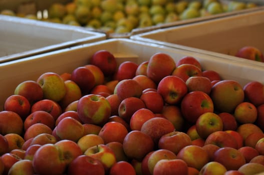 Delicious Apples ready to be purchased at the market