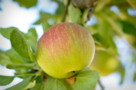 Apple on a Branch