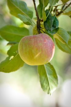 Apple on a Branch