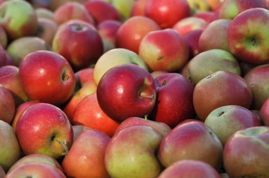 Delicious Apples ready to be purchased at the market