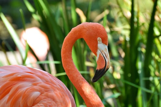Beautiful Pink Flamingo