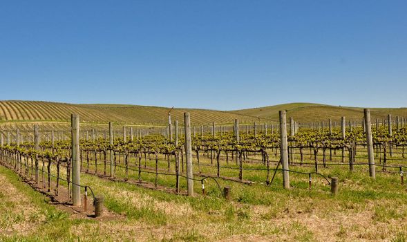 Beautiful Vineyard in Napa Valley in Spring