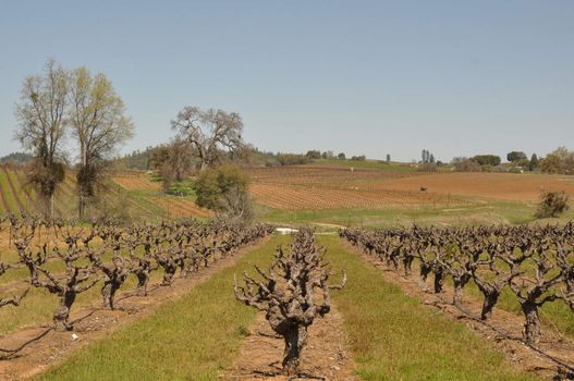 Beautiful California Vineyard in Spring