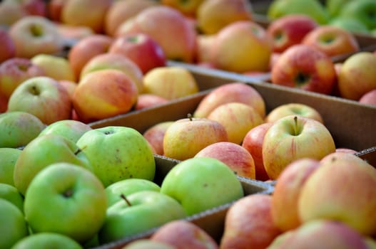 Apples at the Market