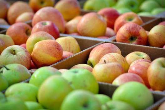 Apples at the Market