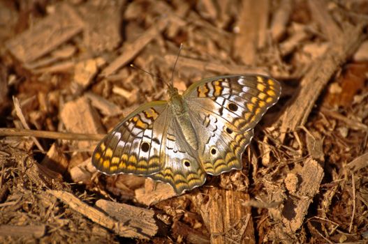 Buckeye Butterfly resting on bark background