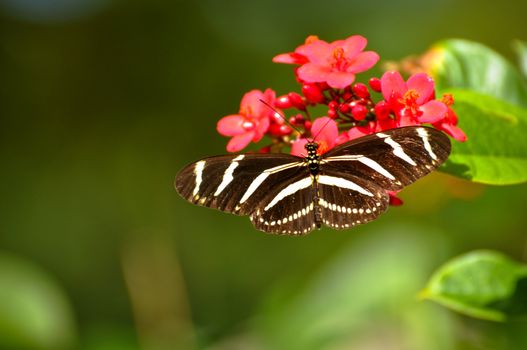 Beautiful Butterly resting on a pink flower