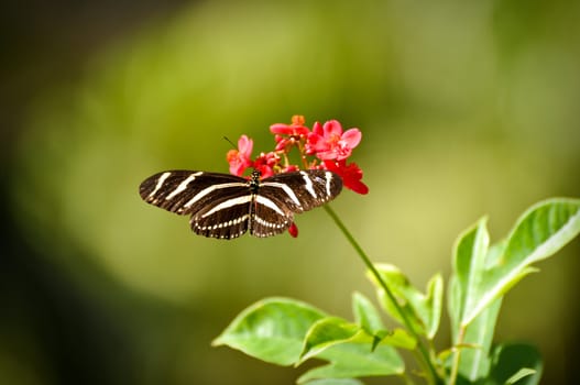Beautiful Butterly resting on a pink flower