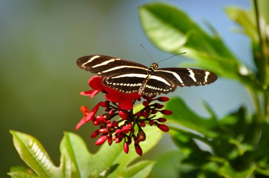 Beautiful Butterly resting on a pink flower