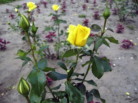 Yellow rose blossom