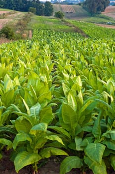 Lines of green tobacco plants on a field
