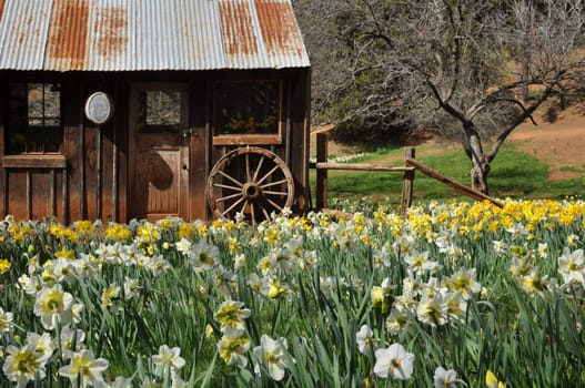 Old Cabin the middle of Daffodil Field