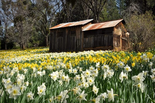 Cabin at Daffodil Hill California in Spring
