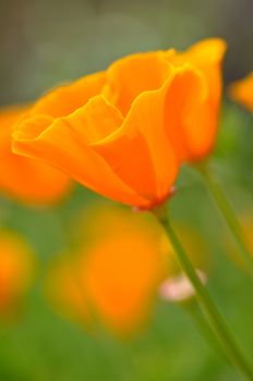 California Spring Poppy Macro Close Up with Green Background