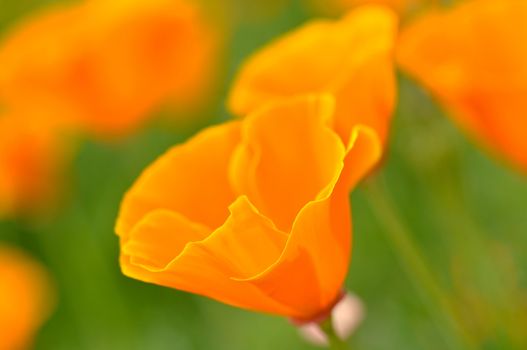 California Spring Poppy Macro Close Up with Green Background