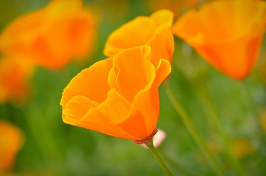 California Spring Poppy Macro Close Up with Green Background