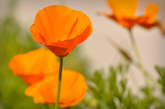 California State Orange Poppy Flower in Bloom