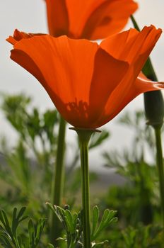 California State Flower Orange Poppy in Spring