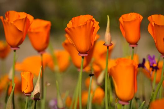 Several Golden Orange California State Poppies