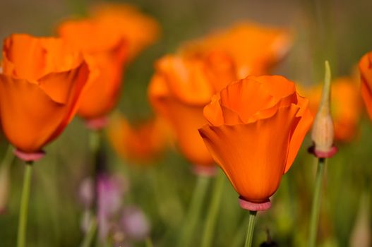 Golden Orange California State Poppies