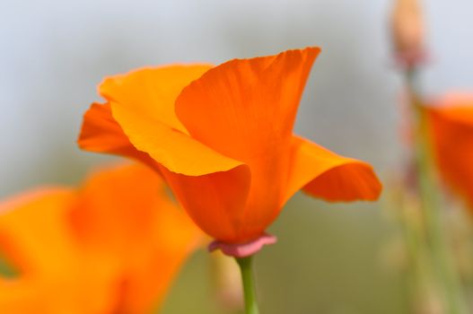 California State Flower Poppy Macro Close Up