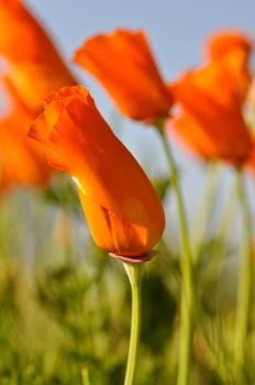 Several Golden Orange California State Poppies