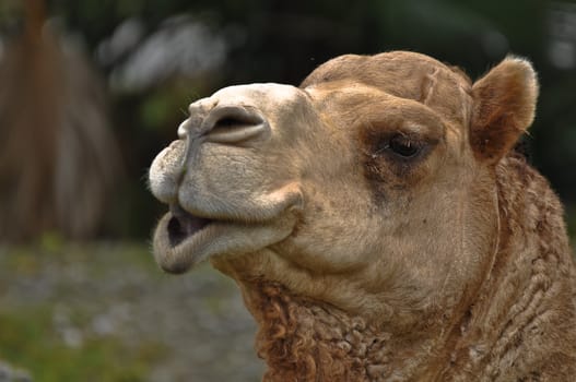 Up close and personal camel looking at you